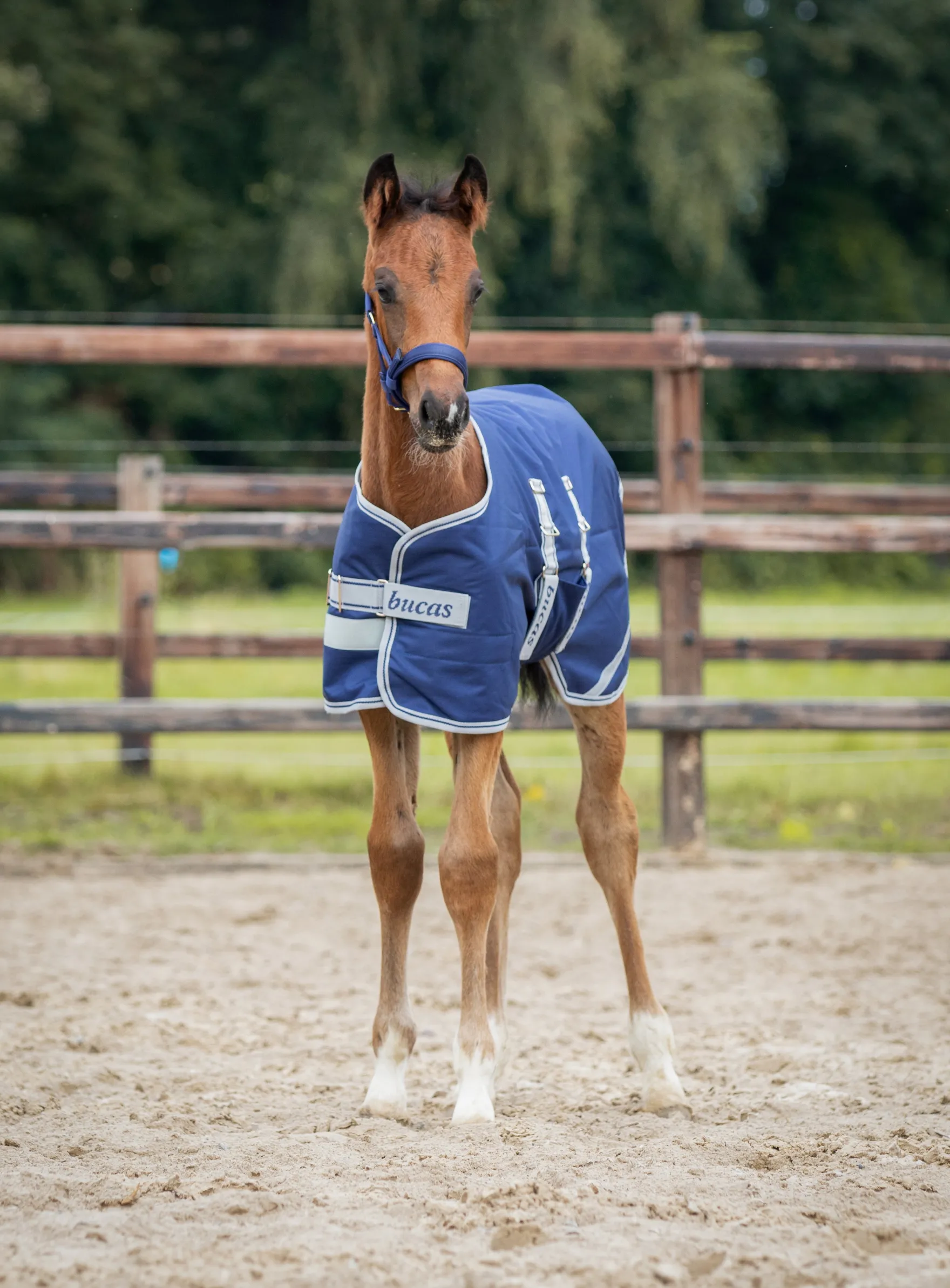Decke Foal Turnout, 50 g