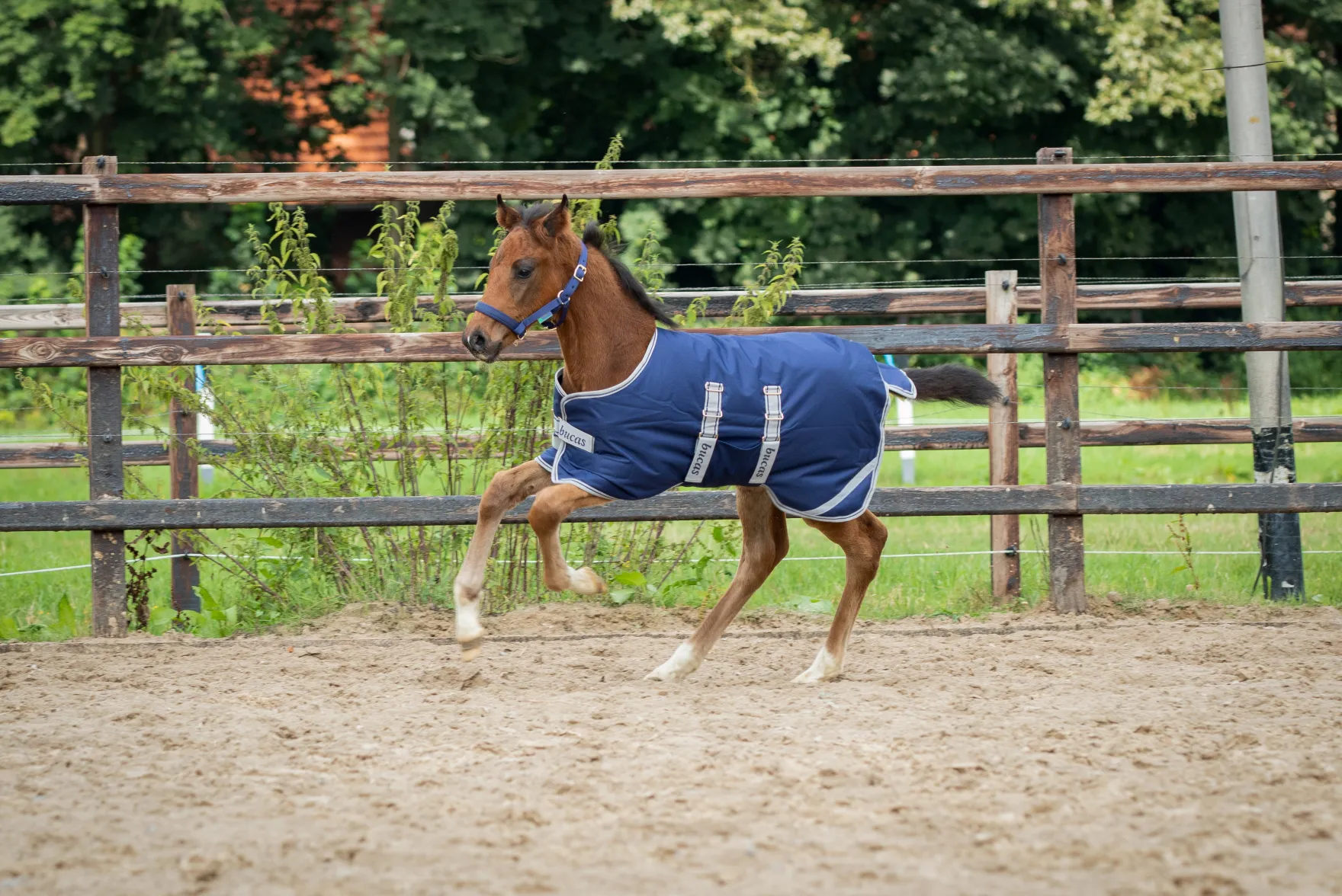 Decke Foal Turnout, 50 g