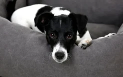 Hundebett Lucca