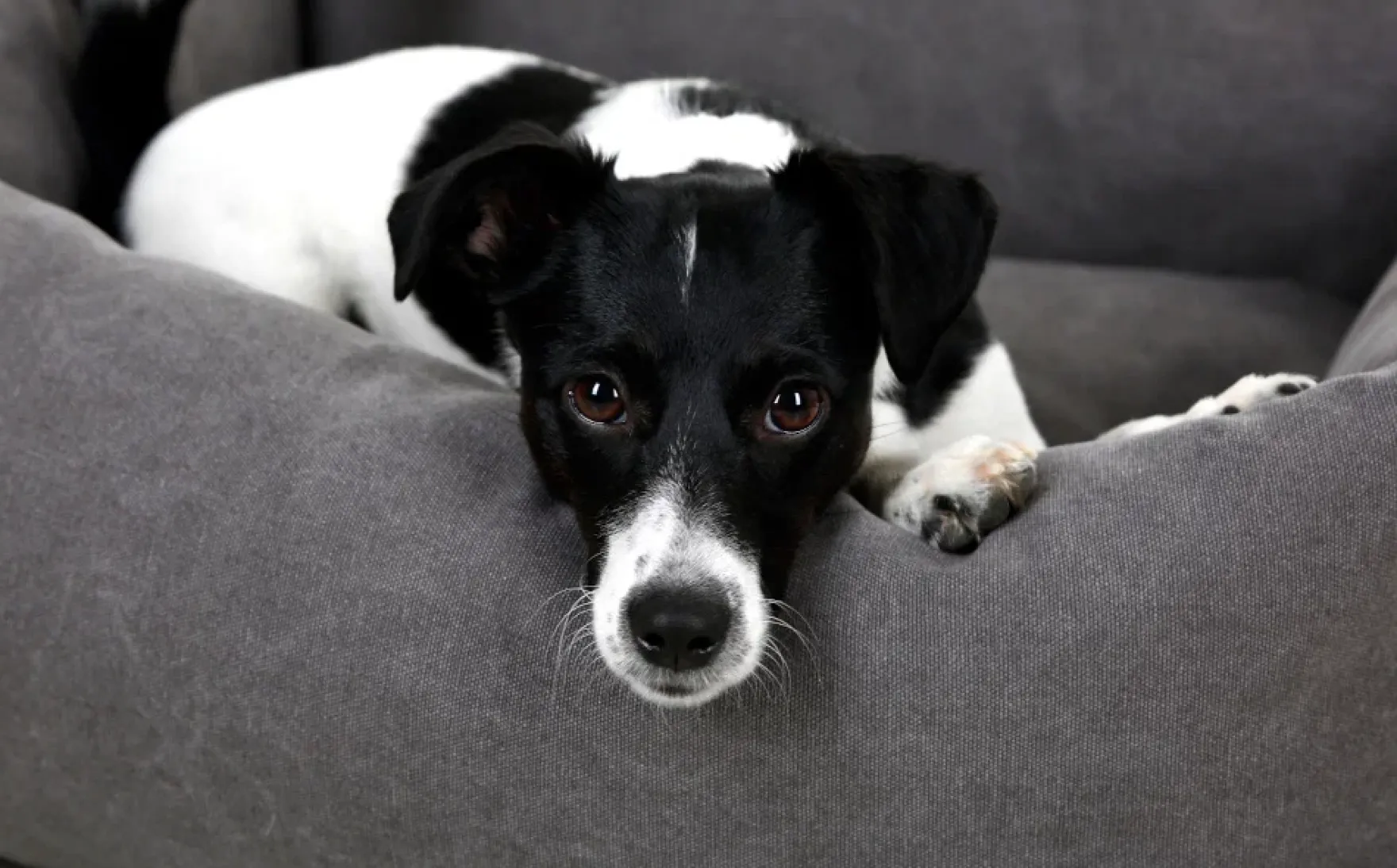 Hundebett Lucca