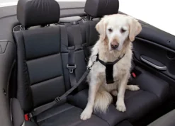 Hundegeschirr