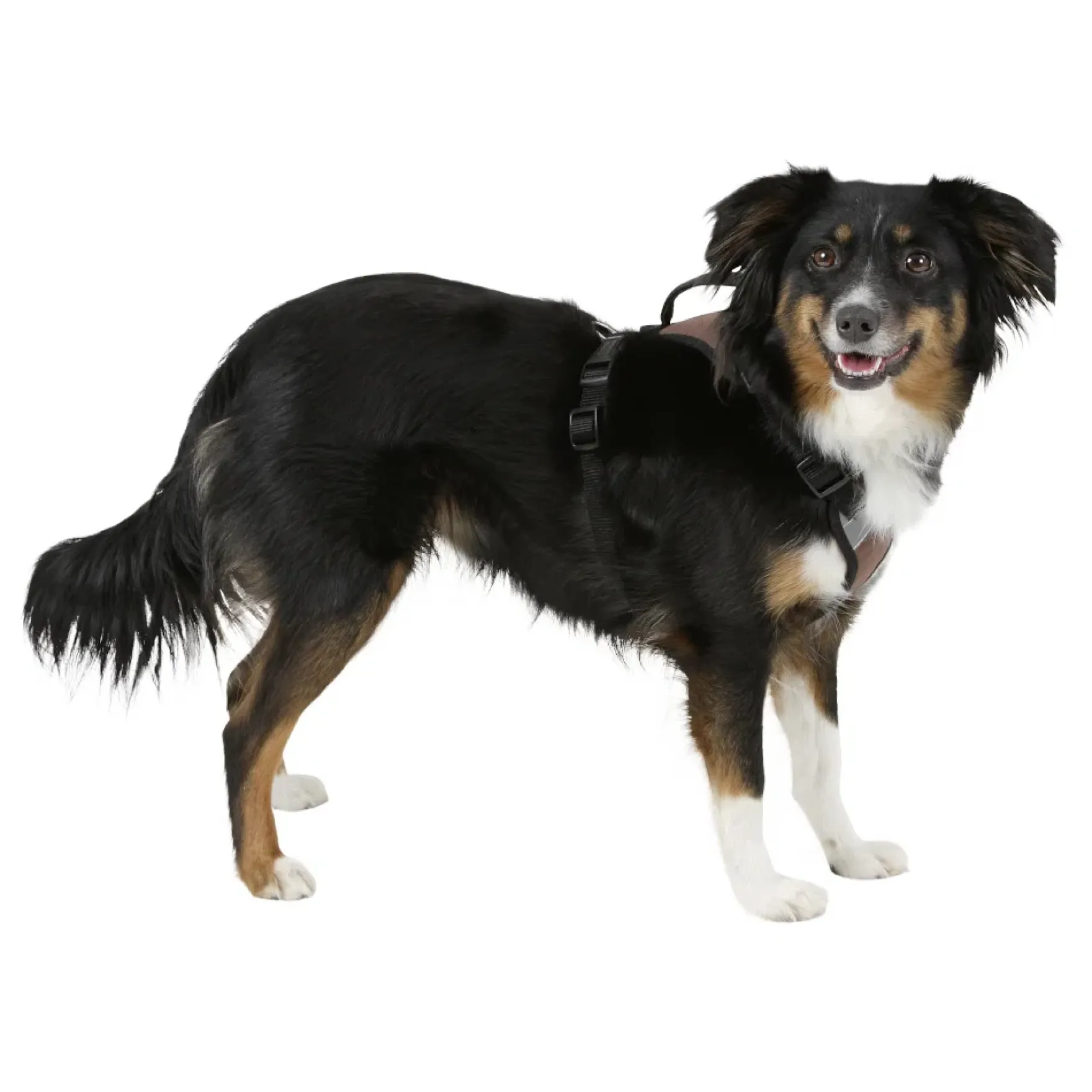 Hundegeschirr Pulsive