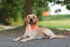 Hundehalsband LED Maxi Safe