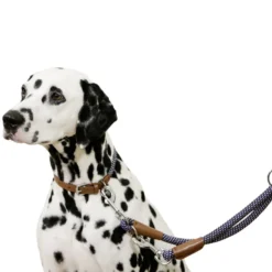 Hundehalsband Phoenix