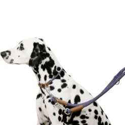 Hundehalsband Phoenix