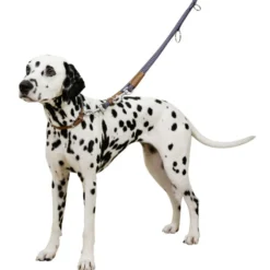 Hundehalsband Phoenix