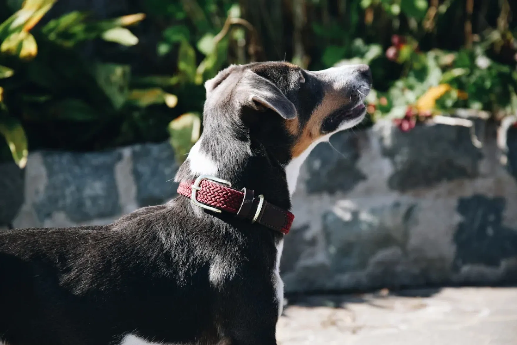 Hundehalsband Plaited Nylon