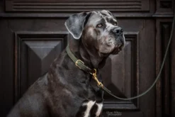 Hundehalsband Plaited Nylon