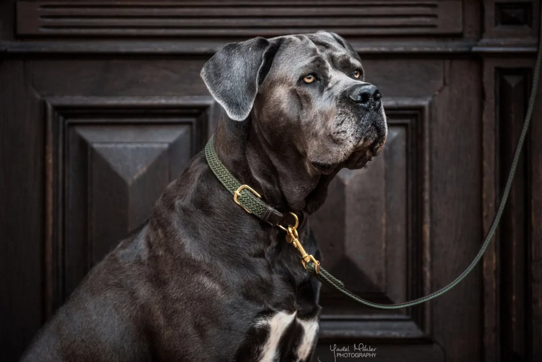 Hundehalsband Plaited Nylon