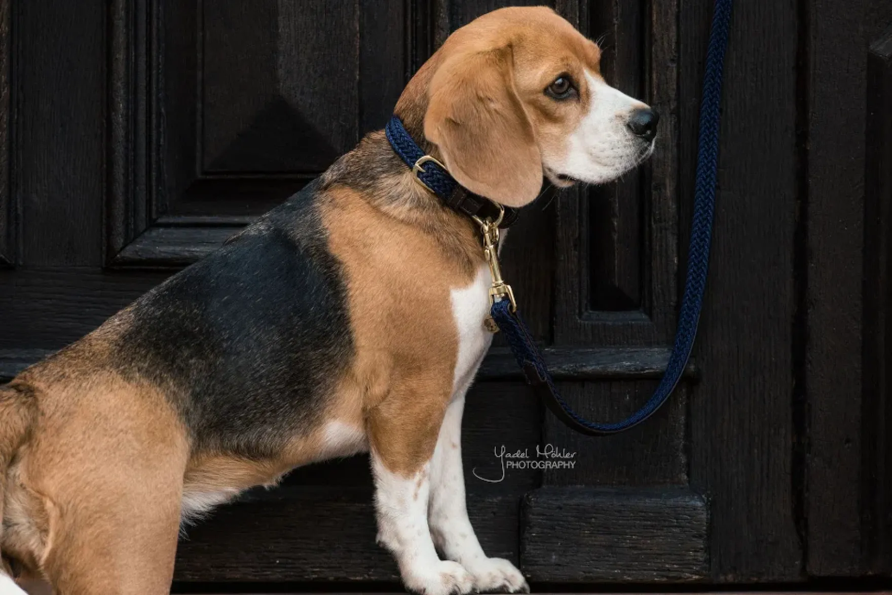 Hundehalsband Plaited Nylon
