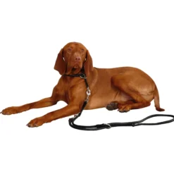 Hundehalsband Roma