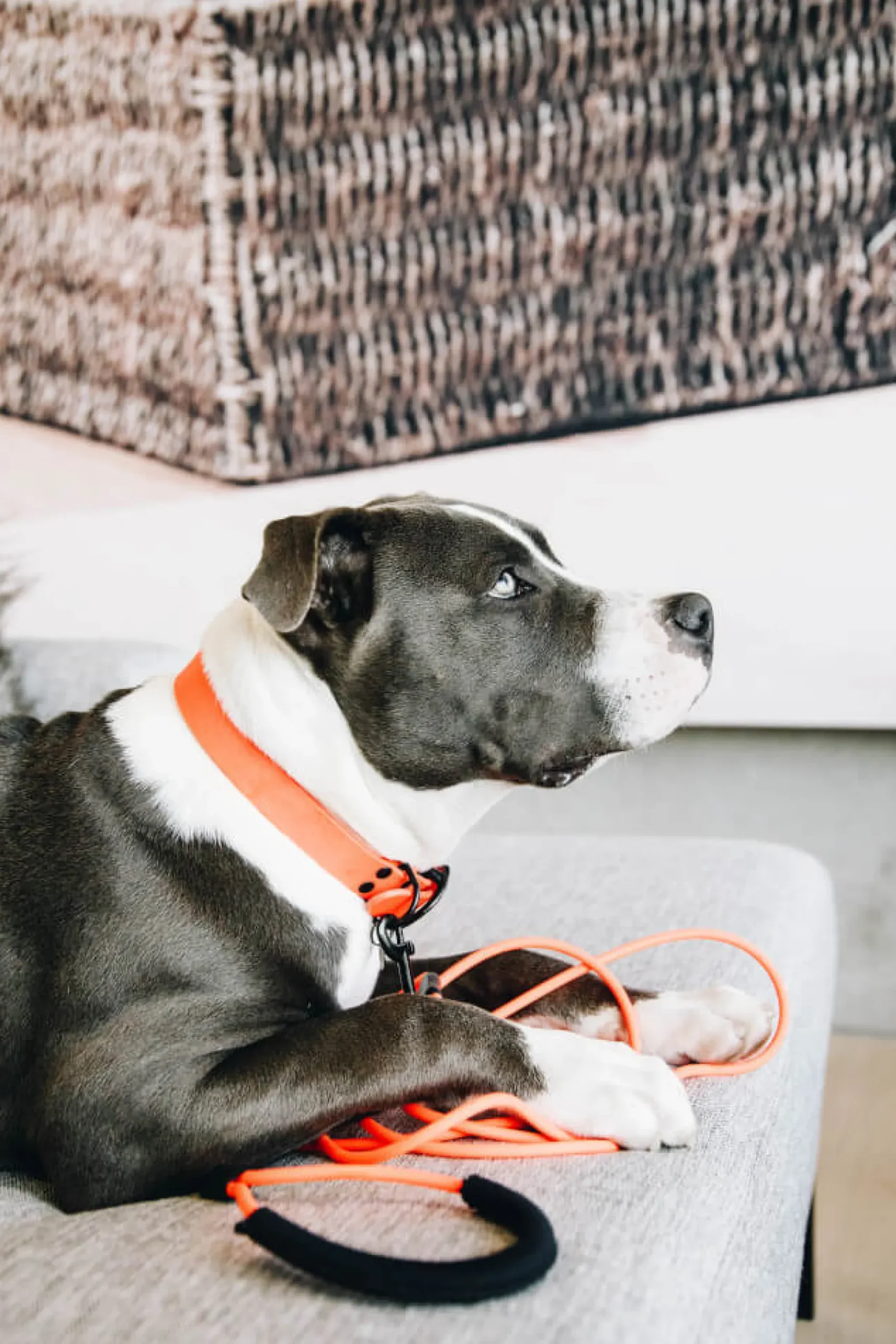 Hundehalsband Soft Rubber