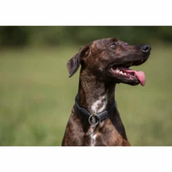 Hundehalsband Ultrasoft Rundgenäht, Lederhalsband, Ausbildungshalsband