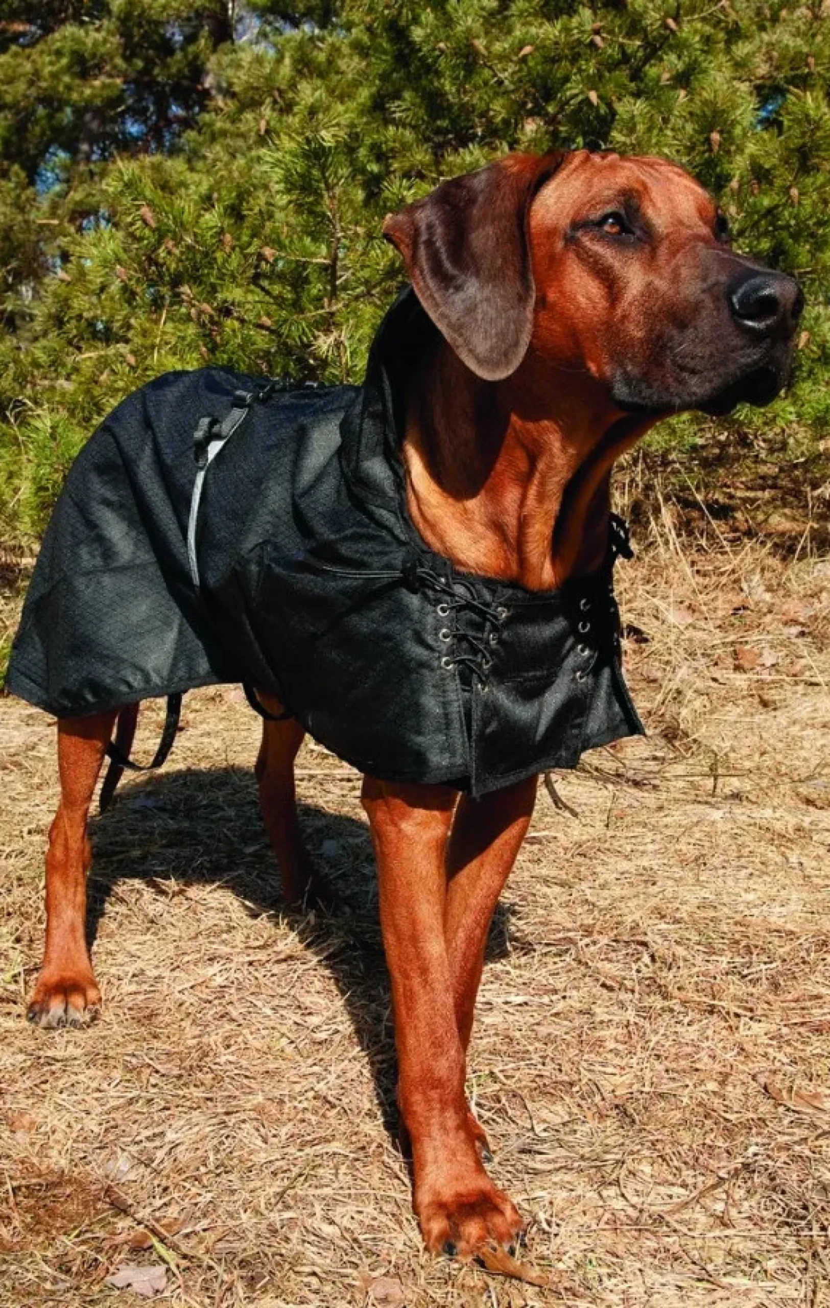 Hundemantel, Allwetterdecke, Ungefüttert, Hundejacke