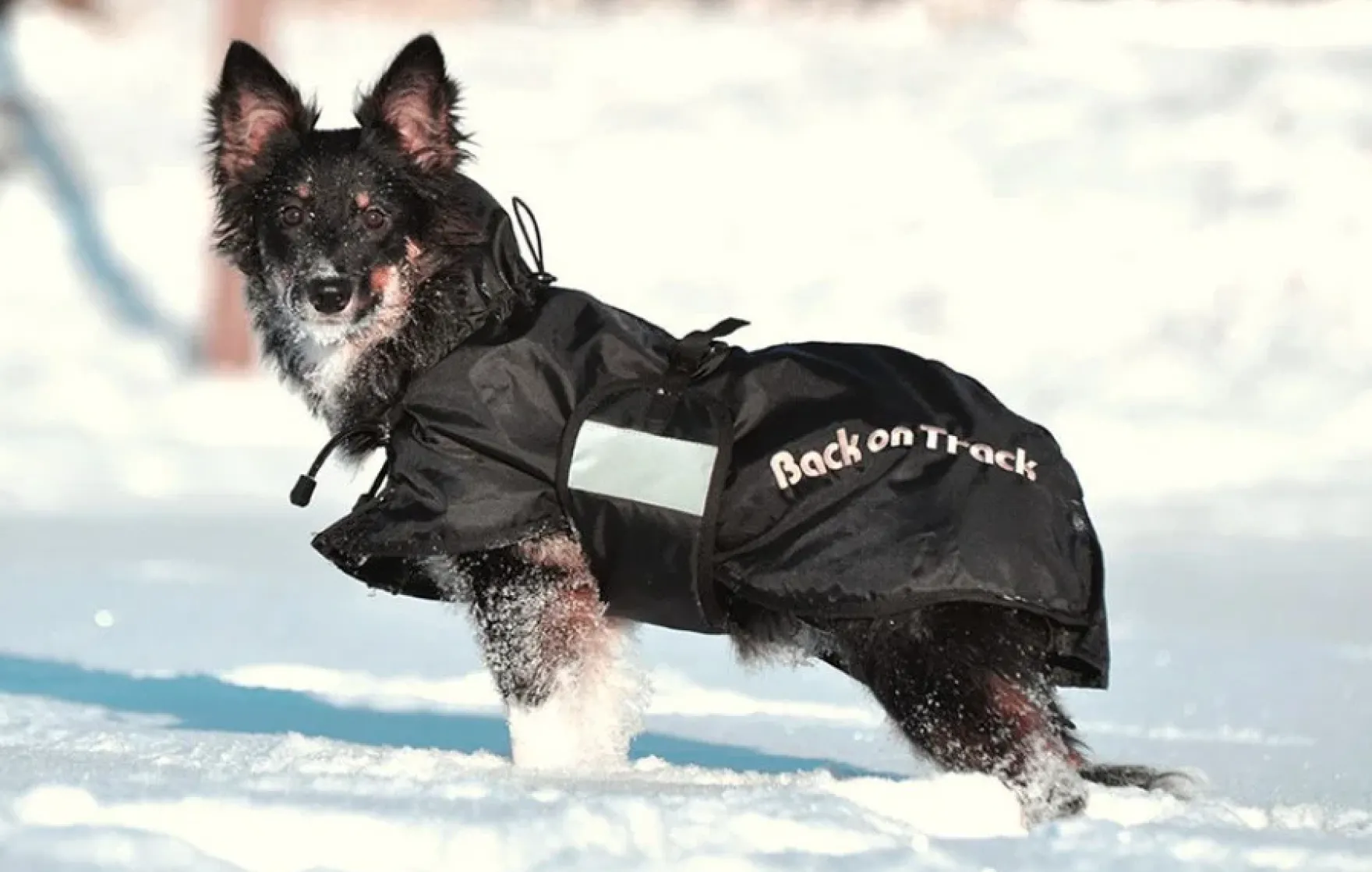 Hundemantel Standard, Hundejacke