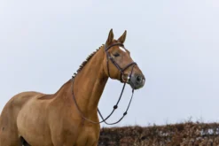 Trense Knokke, englisch kombiniert